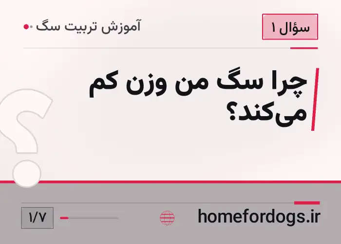 چرا سگ من وزن کم می‌کند؟