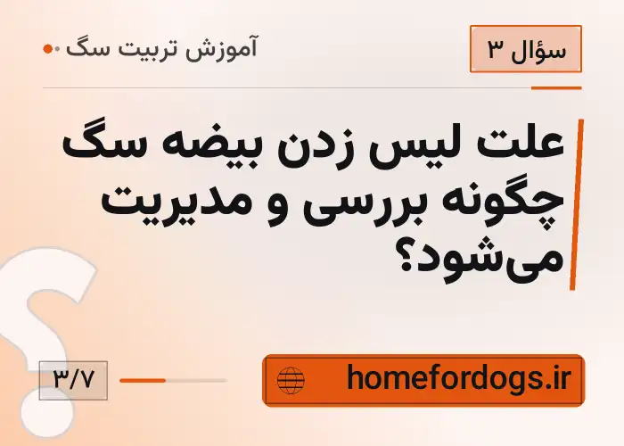 علت لیس زدن بیضه سگ چگونه بررسی و مدیریت می‌شود؟