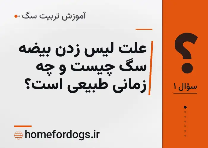 علت لیس زدن بیضه سگ چیست و چه زمانی طبیعی است؟