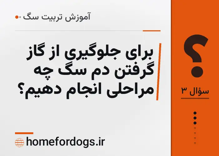 برای جلوگیری از گاز گرفتن دم سگ چه مراحلی انجام دهیم؟