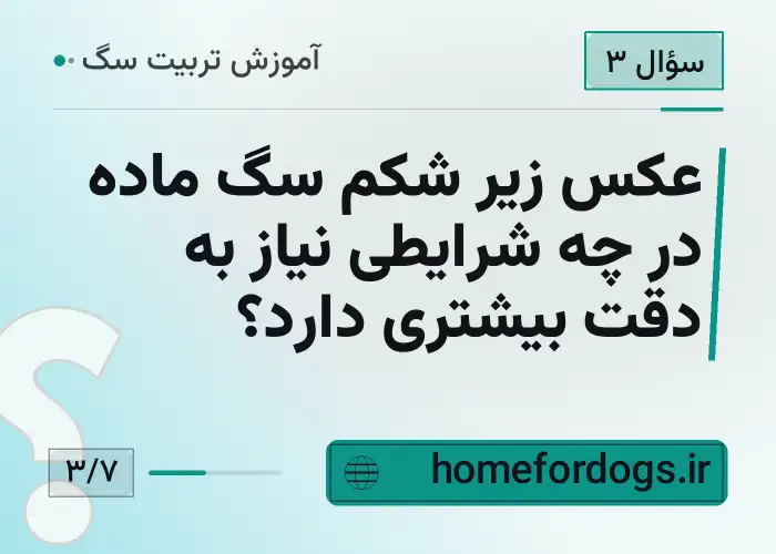 عکس زیر شکم سگ ماده در چه شرایطی نیاز به دقت بیشتری دارد؟