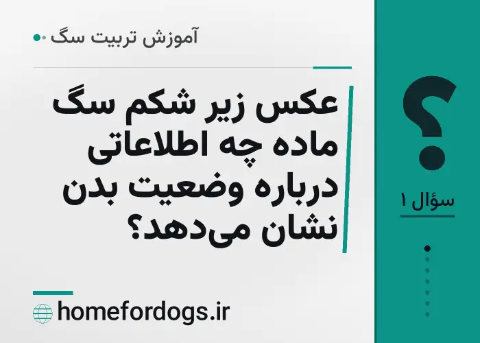 عکس زیر شکم سگ ماده چه اطلاعاتی درباره وضعیت بدن نشان می‌دهد؟