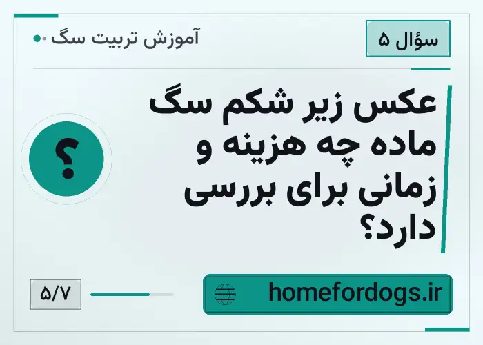 عکس زیر شکم سگ ماده چه هزینه و زمانی برای بررسی دارد؟