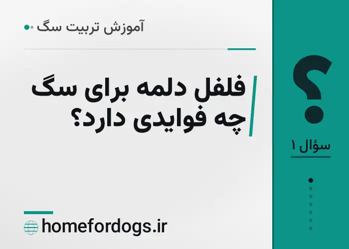 فلفل دلمه برای سگ چه فوایدی دارد؟