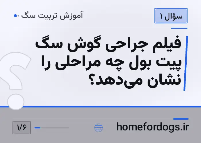 فیلم جراحی گوش سگ پیت بول چه مراحلی را نشان می‌دهد؟