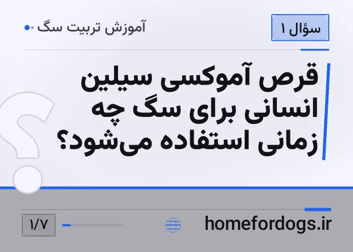 قرص آموکسی سیلین انسانی برای سگ چه زمانی استفاده می‌شود؟
