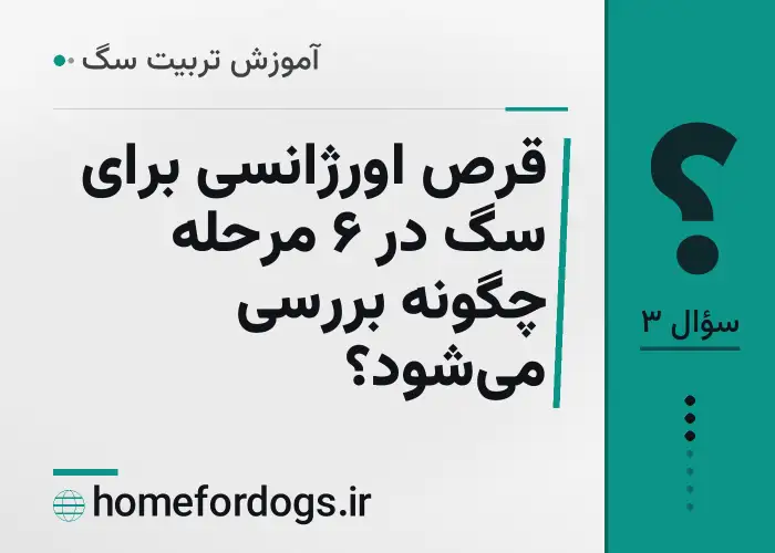 قرص اورژانسی برای سگ در ۶ مرحله چگونه بررسی می‌شود؟