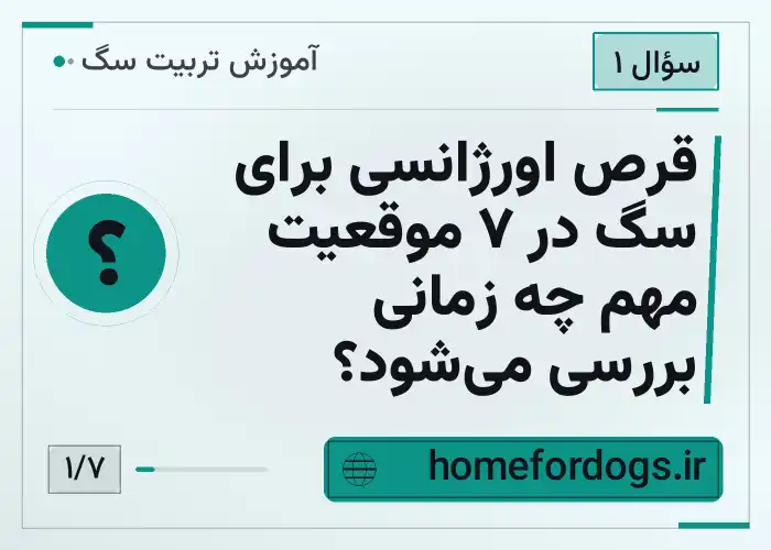 قرص اورژانسی برای سگ در ۷ موقعیت مهم چه زمانی بررسی می‌شود؟