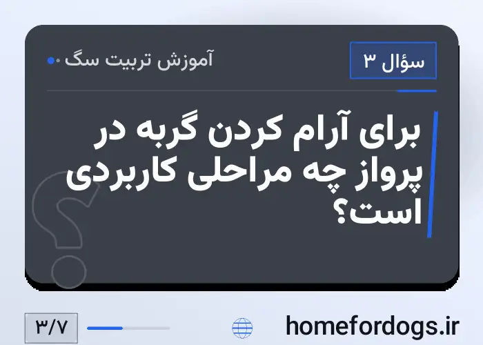 برای آرام کردن گربه در پرواز چه مراحلی کاربردی است؟