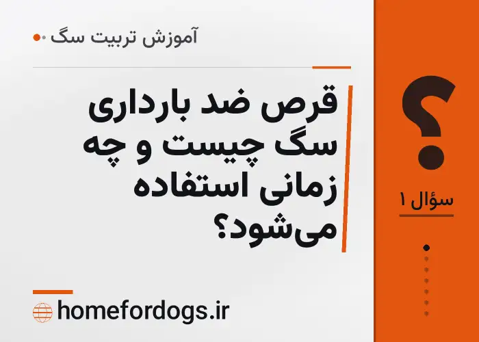 قرص ضد بارداری سگ چیست و چه زمانی استفاده می‌شود؟