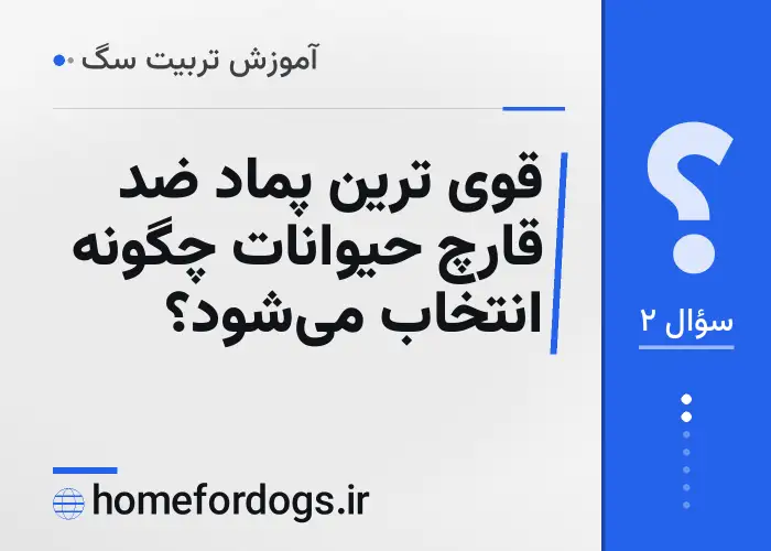 قوی ترین پماد ضد قارچ حیوانات چگونه انتخاب می‌شود؟