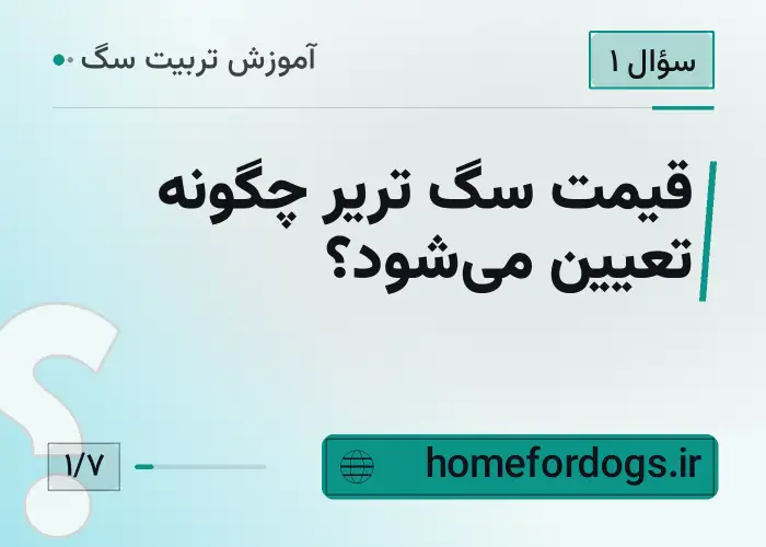 قیمت سگ تریر چگونه تعیین می‌شود؟