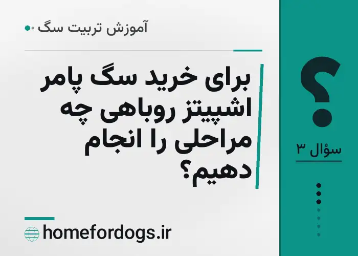 برای خرید سگ پامر اشپیتز روباهی چه مراحلی را انجام دهیم؟