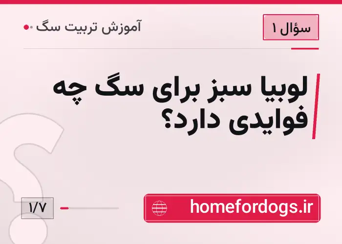 لوبیا سبز برای سگ چه فوایدی دارد؟