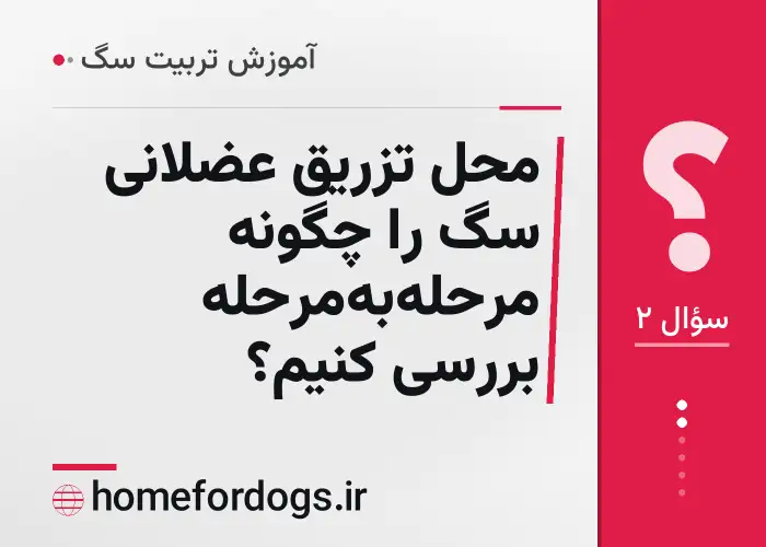 محل تزریق عضلانی سگ را چگونه مرحله‌به‌مرحله بررسی کنیم؟