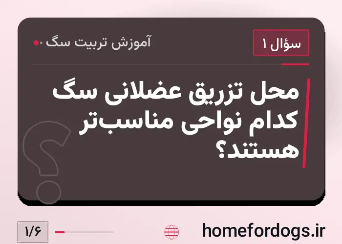محل تزریق عضلانی سگ کدام نواحی مناسب‌تر هستند؟