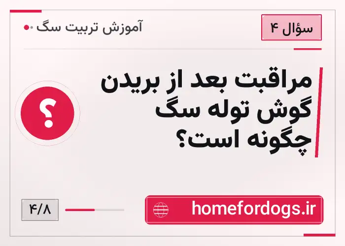 مراقبت بعد از بریدن گوش توله سگ چگونه است؟