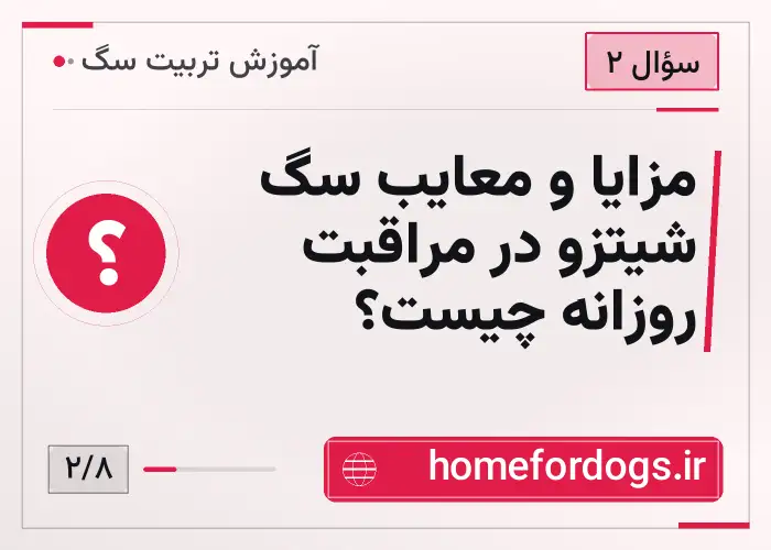 مزایا و معایب سگ شیتزو در مراقبت روزانه چیست؟