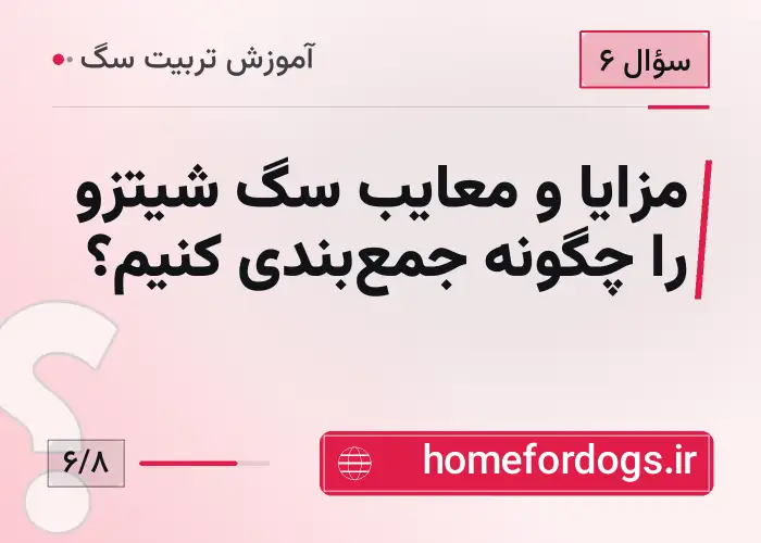 مزایا و معایب سگ شیتزو را چگونه جمع‌بندی کنیم؟