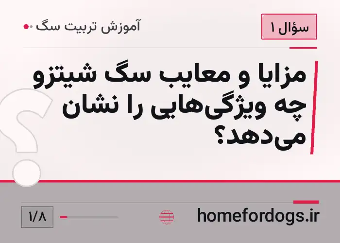 مزایا و معایب سگ شیتزو چه ویژگی‌هایی را نشان می‌دهد؟