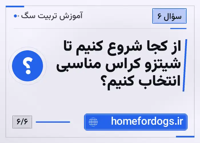 از کجا شروع کنیم تا شیتزو کراس مناسبی انتخاب کنیم؟