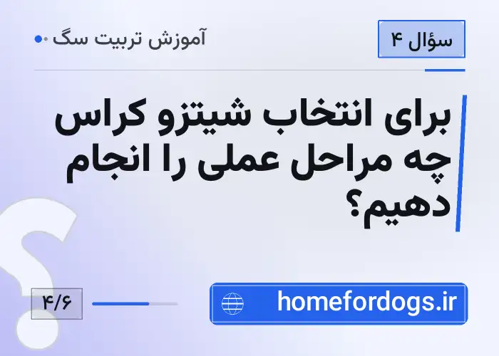برای انتخاب شیتزو کراس چه مراحل عملی را انجام دهیم؟