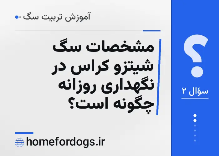 مشخصات سگ شیتزو کراس در نگهداری روزانه چگونه است؟