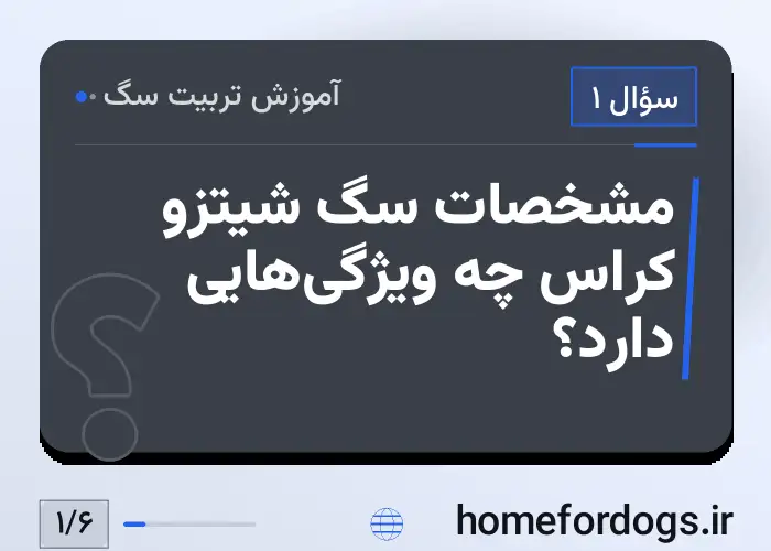 مشخصات سگ شیتزو کراس چه ویژگی‌هایی دارد؟