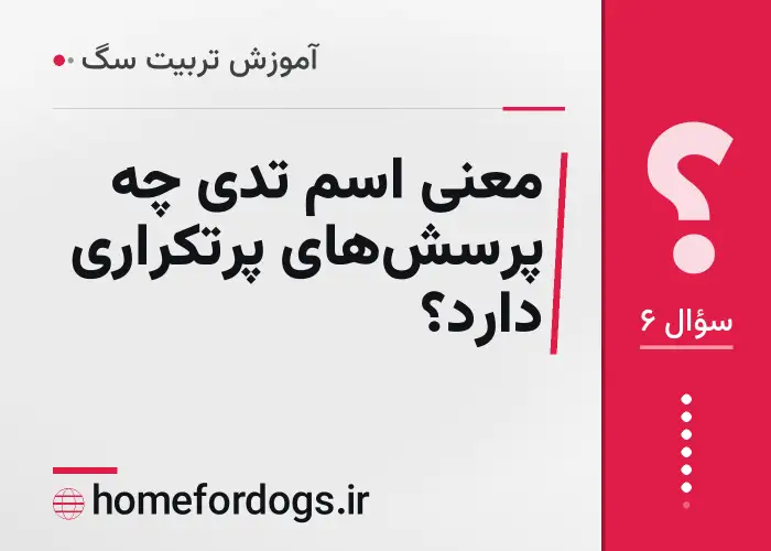 معنی اسم تدی چه پرسش‌های پرتکراری دارد؟