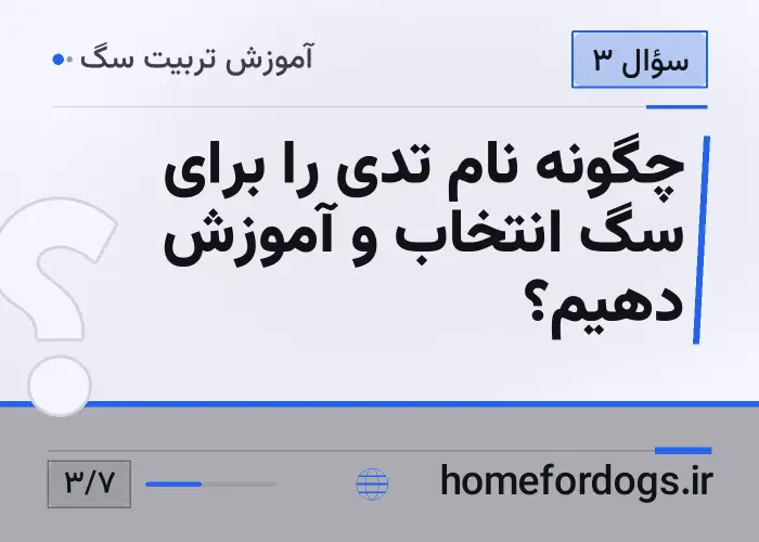 چگونه نام تدی را برای سگ انتخاب و آموزش دهیم؟