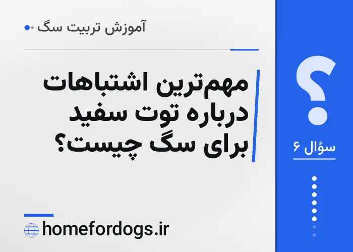 مهم‌ترین اشتباهات درباره توت سفید برای سگ چیست؟
