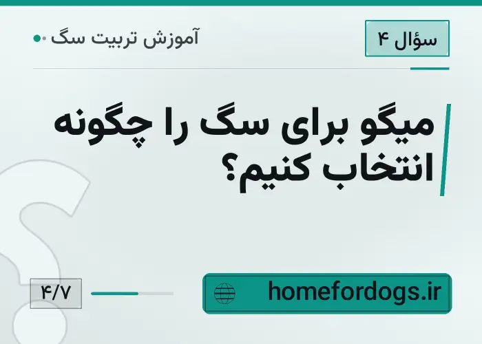 میگو برای سگ را چگونه انتخاب کنیم؟