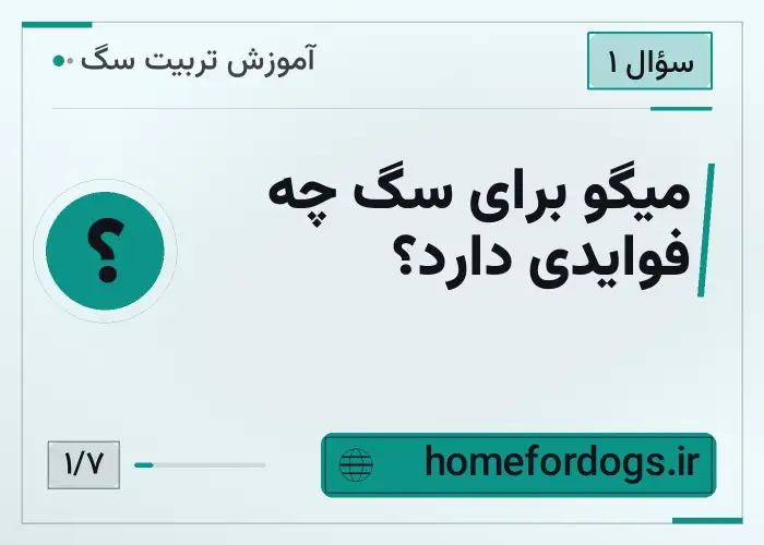 میگو برای سگ چه فوایدی دارد؟