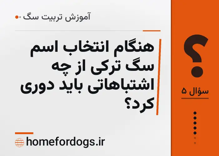 هنگام انتخاب اسم سگ ترکی از چه اشتباهاتی باید دوری کرد؟