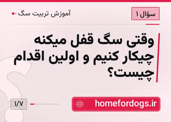وقتی سگ قفل میکنه چیکار کنیم و اولین اقدام چیست؟