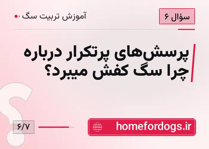 پرسش‌های پرتکرار درباره چرا سگ کفش میبرد؟
