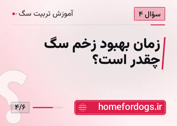 زمان بهبود زخم سگ چقدر است؟