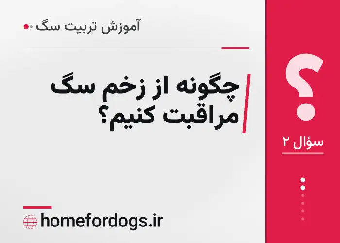 چگونه از زخم سگ مراقبت کنیم؟