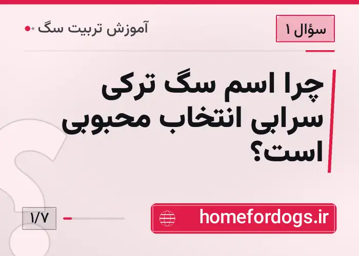چرا اسم سگ ترکی سرابی انتخاب محبوبی است؟
