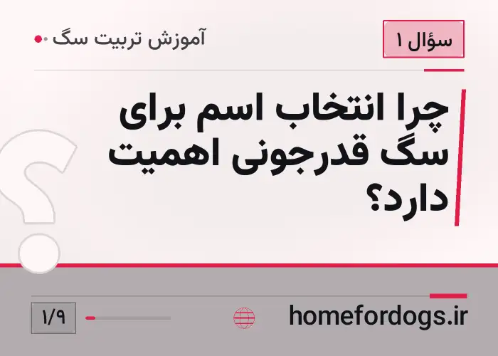 چرا انتخاب اسم برای سگ قدرجونی اهمیت دارد؟
