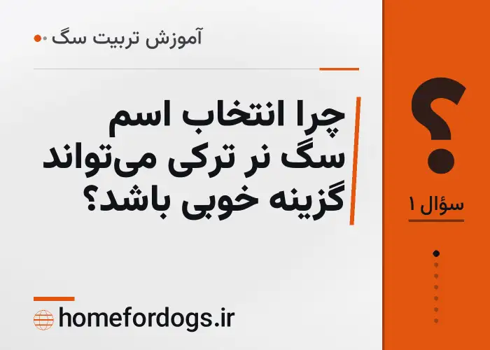 چرا انتخاب اسم سگ نر ترکی می‌تواند گزینه خوبی باشد؟