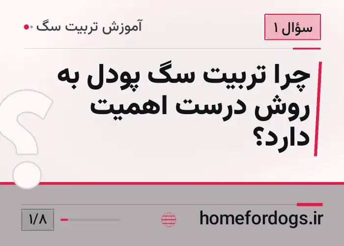 چرا تربیت سگ پودل به روش درست اهمیت دارد؟
