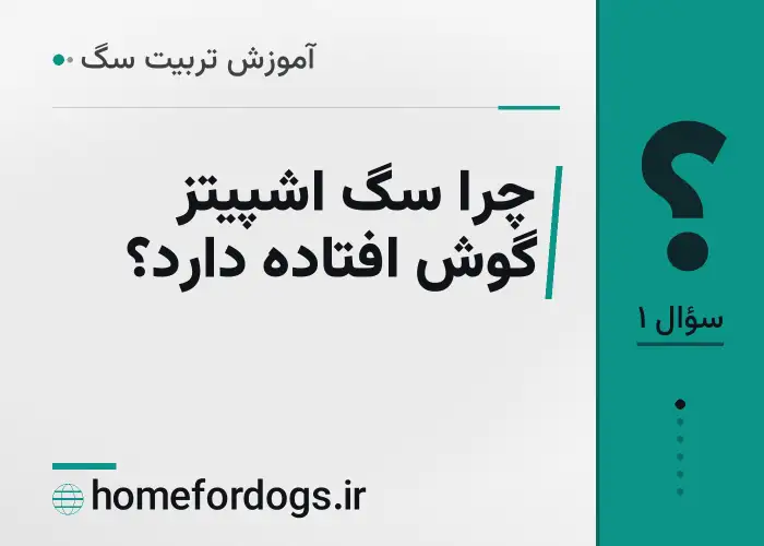 چرا سگ اشپیتز گوش افتاده دارد؟