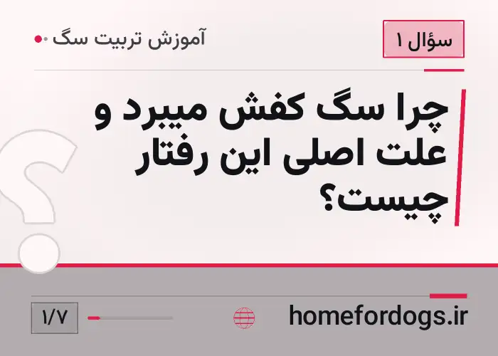 چرا سگ کفش میبرد و علت اصلی این رفتار چیست؟