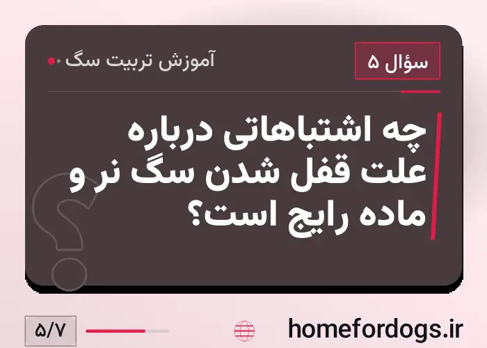 چه اشتباهاتی درباره علت قفل شدن سگ نر و ماده رایج است؟