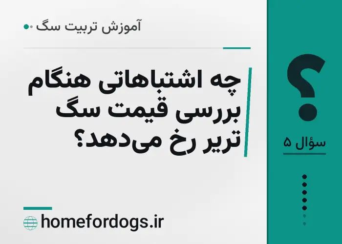 چه اشتباهاتی هنگام بررسی قیمت سگ تریر رخ می‌دهد؟