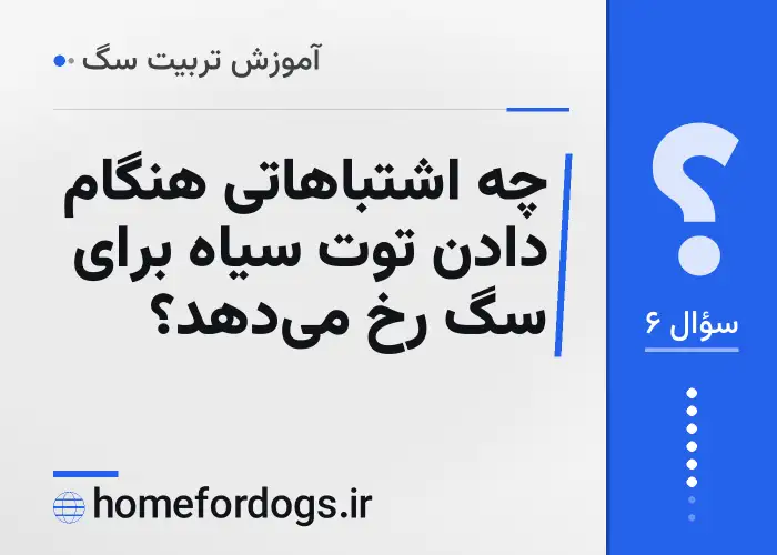 چه اشتباهاتی هنگام دادن توت سیاه برای سگ رخ می‌دهد؟