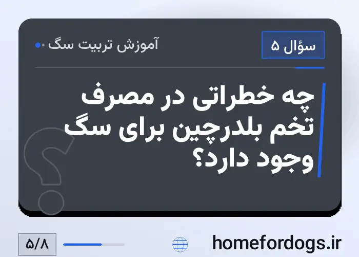 چه خطراتی در مصرف تخم بلدرچین برای سگ وجود دارد؟