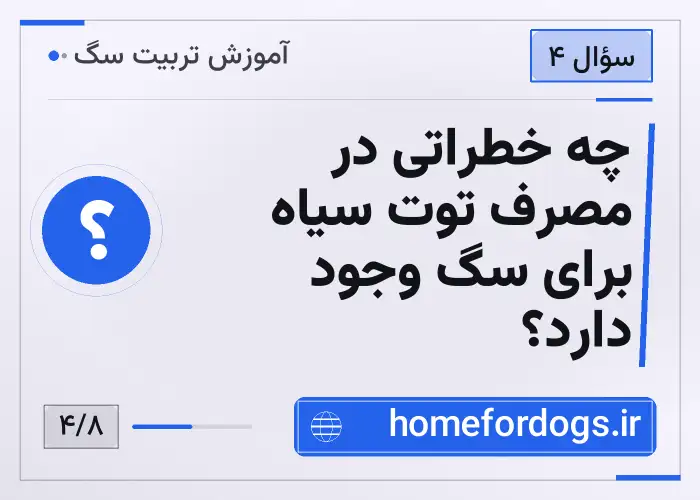 چه خطراتی در مصرف توت سیاه برای سگ وجود دارد؟