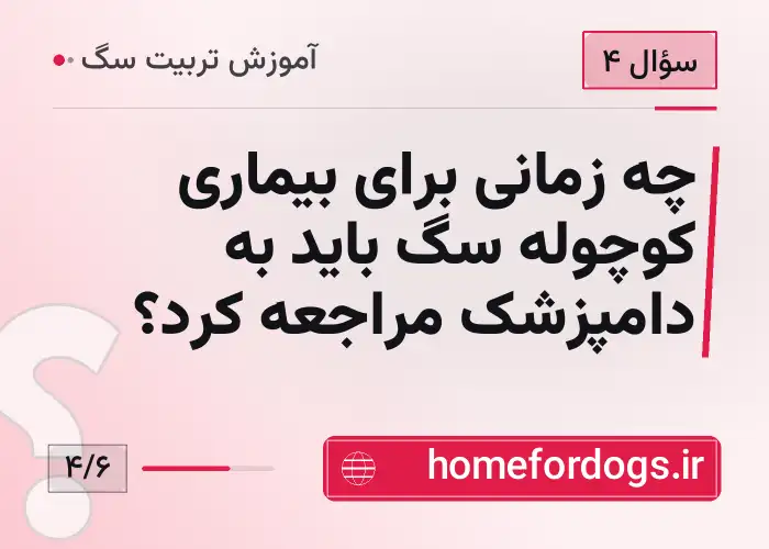 چه زمانی برای بیماری کوچوله سگ باید به دامپزشک مراجعه کرد؟